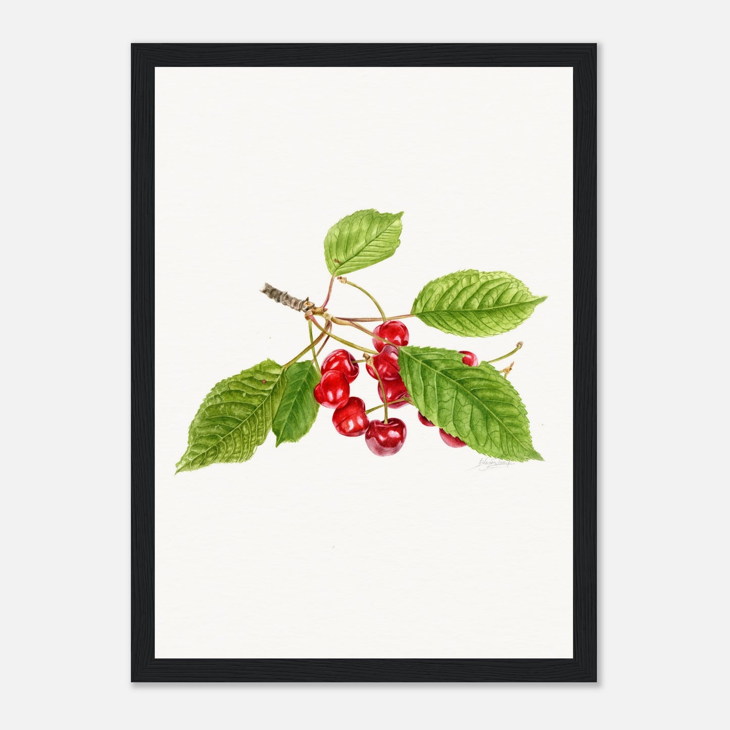 Watercolor Cherry Print - Botanical Wall Art, Red Cherry Illustration