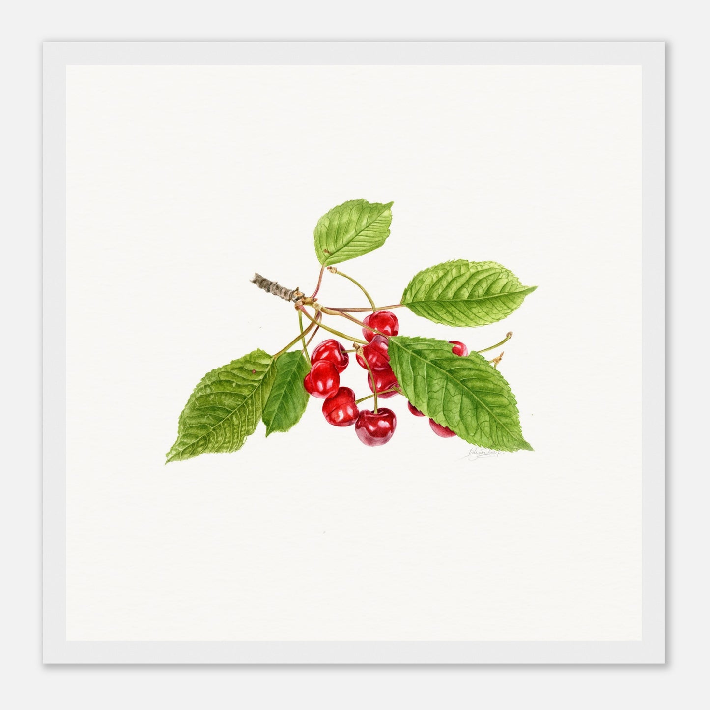 Watercolor Cherry Print - Botanical Wall Art, Red Cherry Illustration