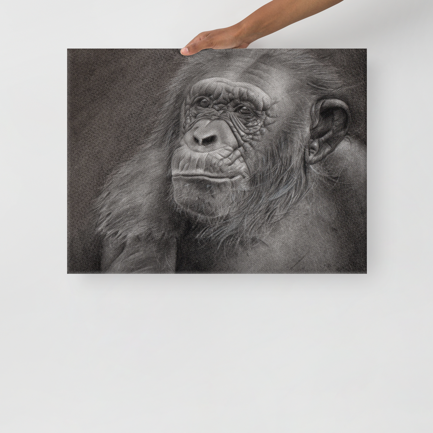 Chimpanzee Portrait Canvas Print – Realistic Pencil Drawing