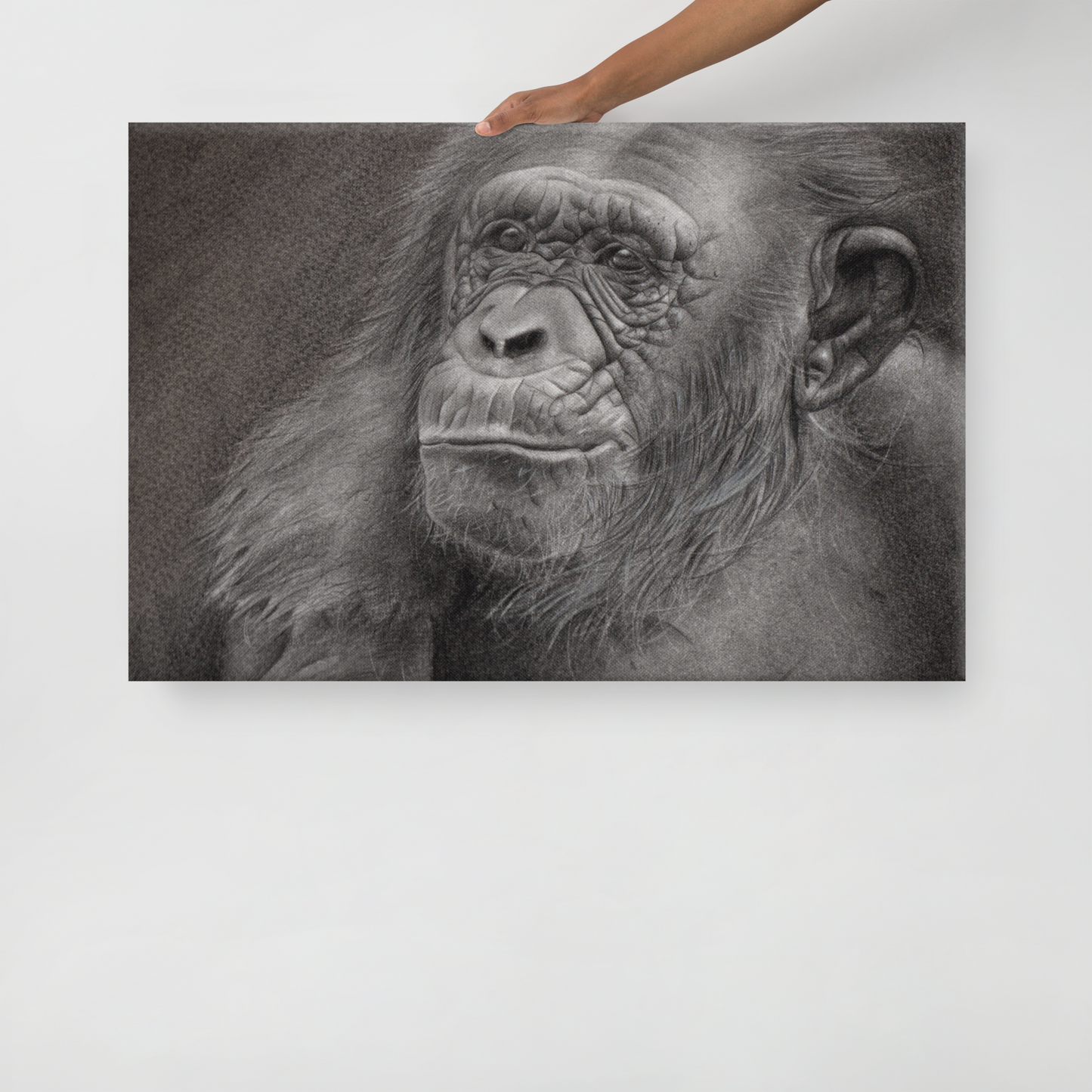 Chimpanzee Portrait Canvas Print – Realistic Pencil Drawing